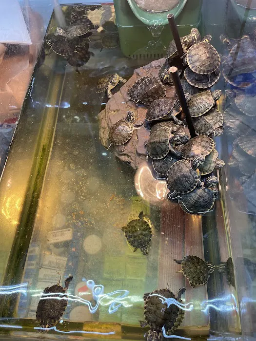 Padrino Petshop Picture 6