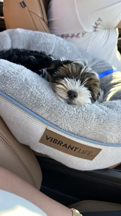 Royalty Puppies Picture 7