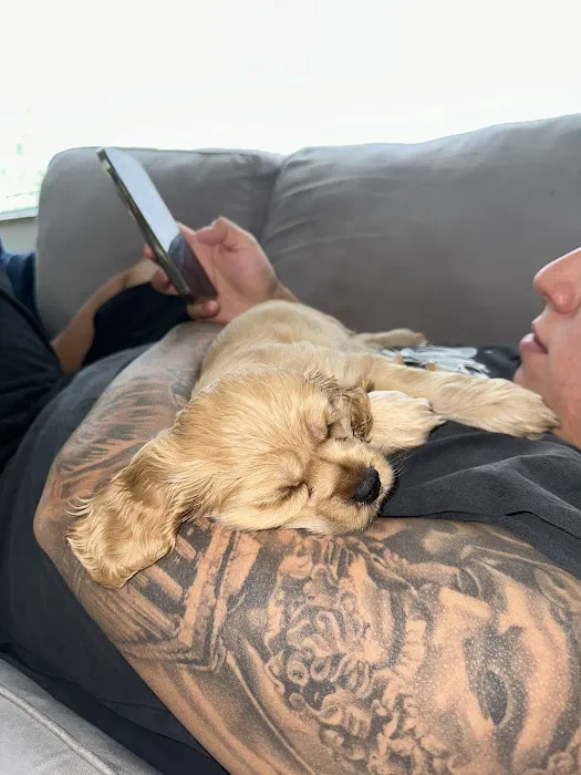 Royalty Puppies Picture 9
