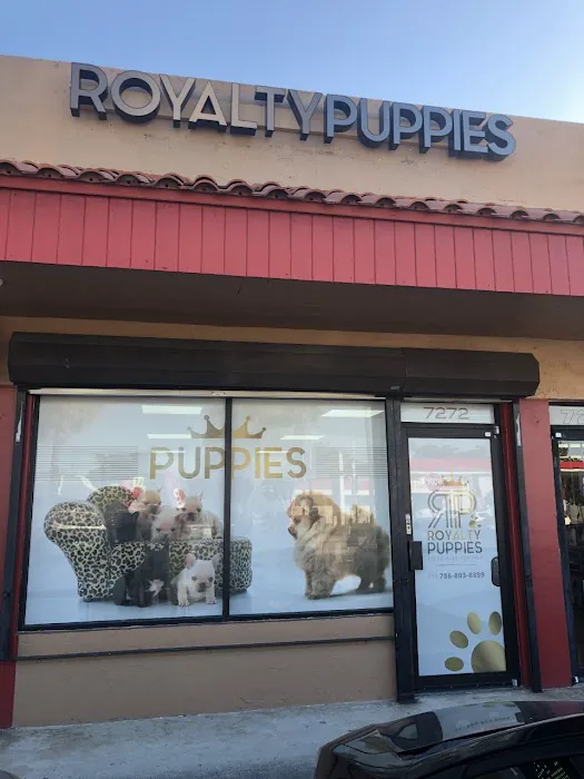 Royalty Puppies Picture 2