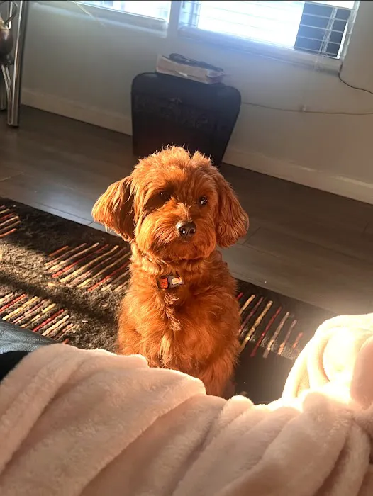 Royalty Puppies Picture 5