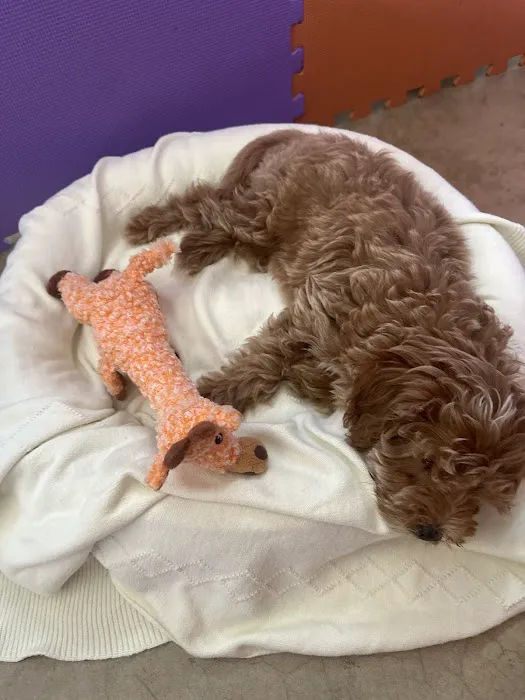 Royalty Puppies Picture 6