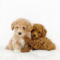 Royalty Puppies ico