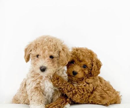 Royalty Puppies