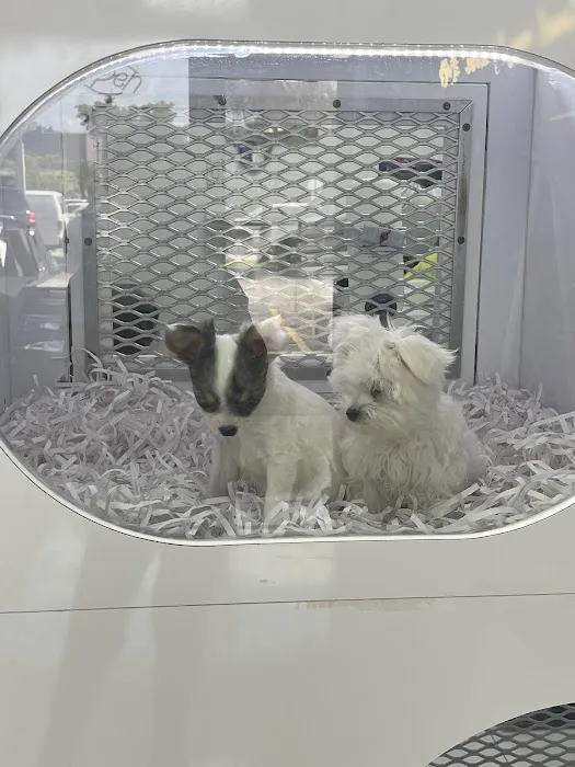 Royalty Puppies Picture 10