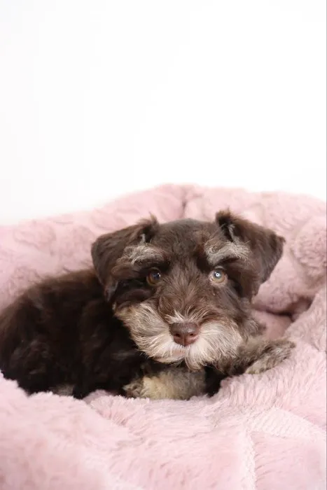 Puppies To Go Picture 6