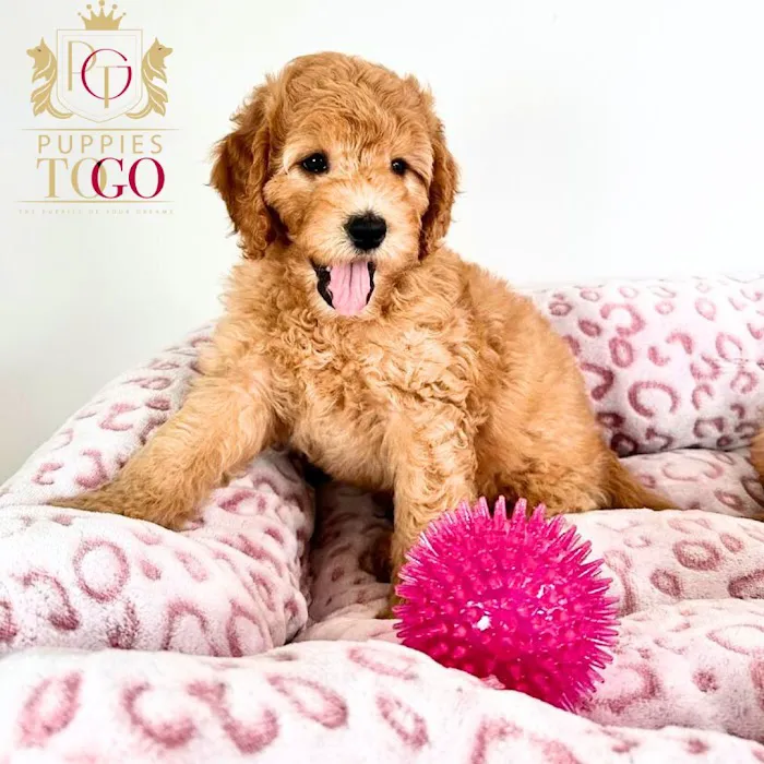 Puppies To Go Picture 5