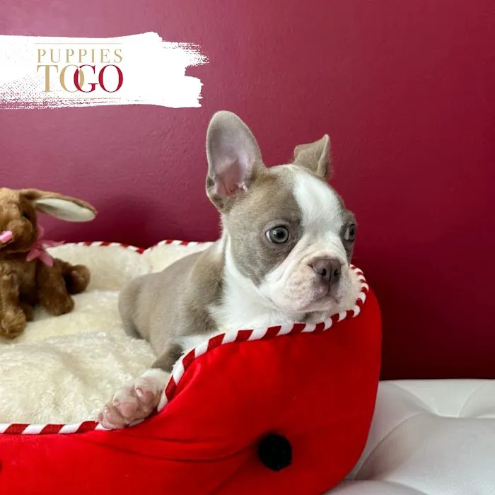 Puppies To Go Picture 4