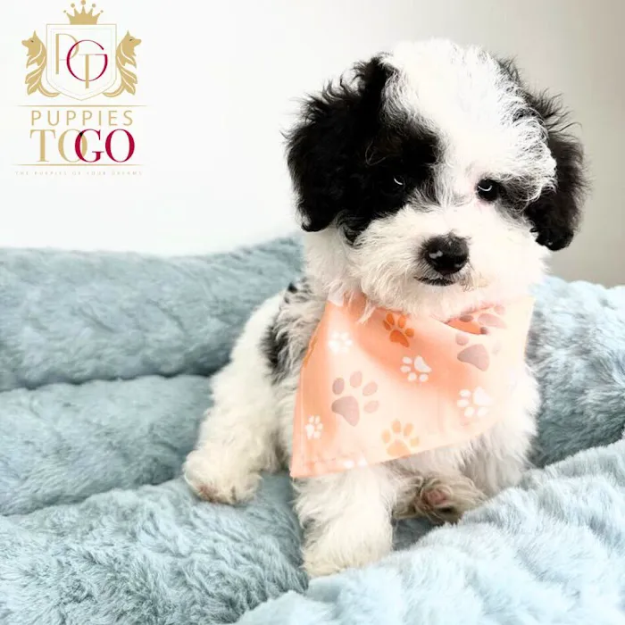 Puppies To Go Picture 8