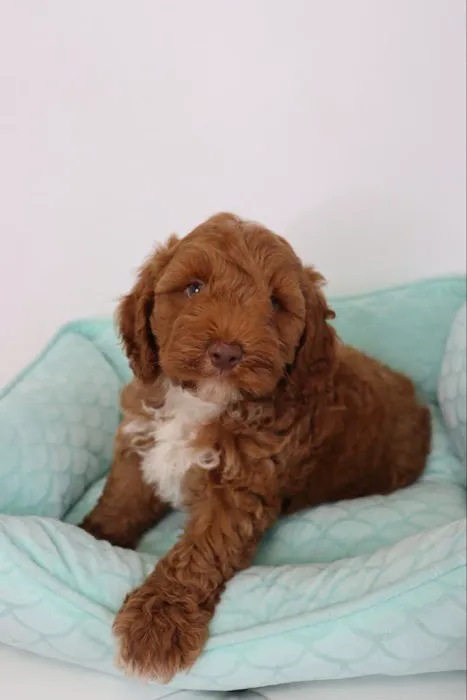Puppies To Go Picture 10