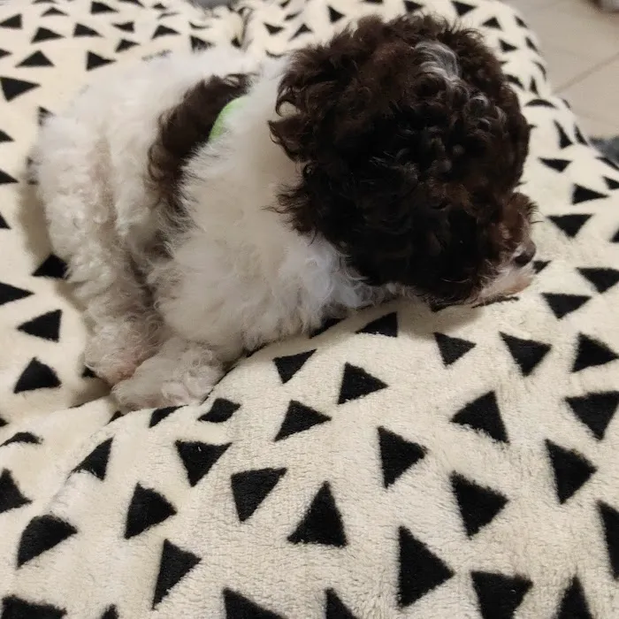 Puppies To Go Picture 9