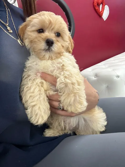 Puppies To Go Picture 7