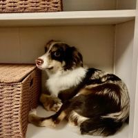 Puppies To Go ico