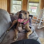 Brigantine Animal Hospital