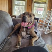 Brigantine Animal Hospital ico