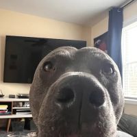 Galloway Veterinary Wellness ico
