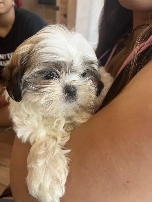 Puppy City Picture 5