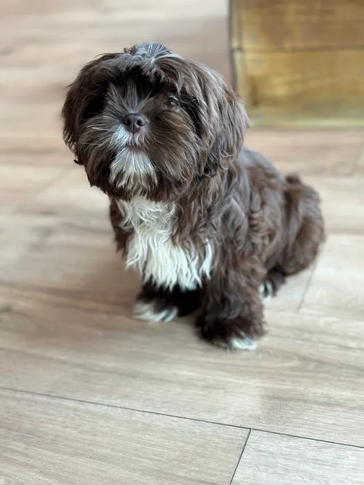 Puppy City Picture 9