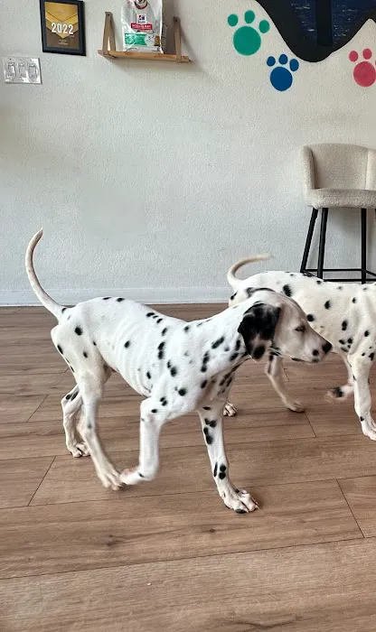 Puppy City Picture 10