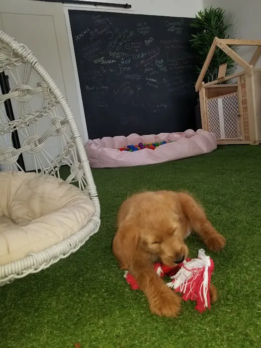 Puppy City Picture 6