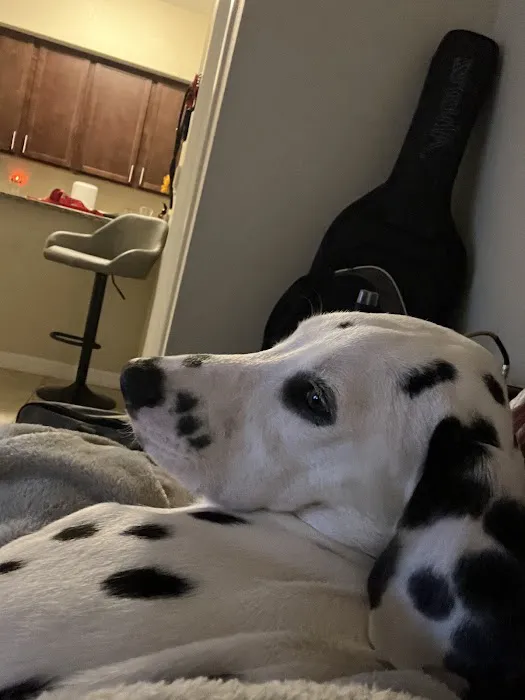 Puppy City Picture 4