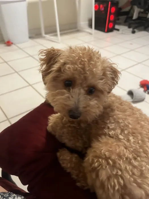Puppy City Picture 8