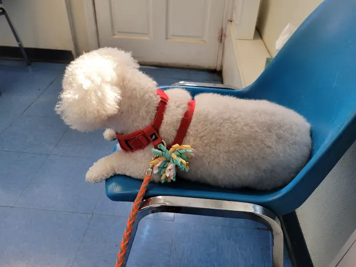 Animal Clinic of Bay Ridge Picture 4