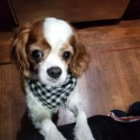 Animal Clinic of Bay Ridge ico