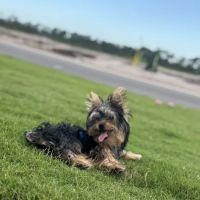 Puppies 305 ico