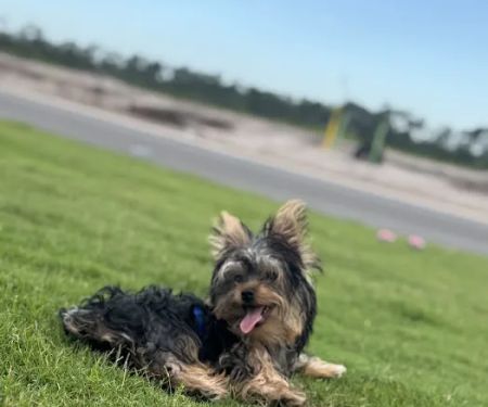 Puppies 305