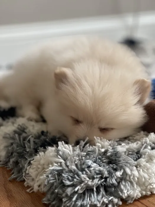 Puppies 305 Picture 3