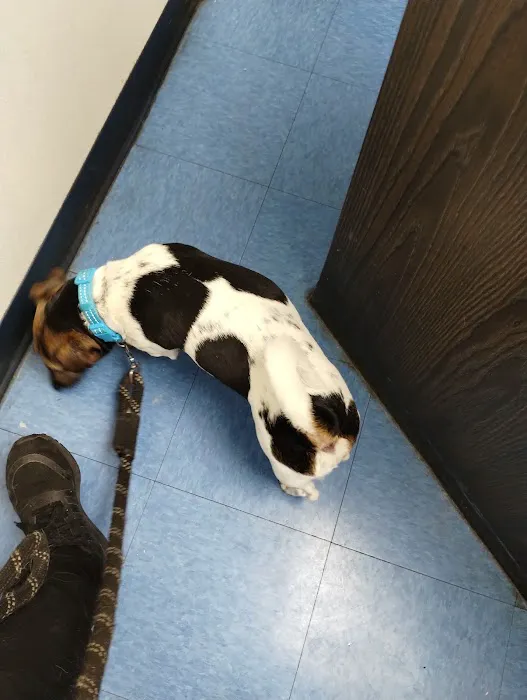 Animal Clinic of Bay Ridge: Ibrahim N DVM Picture 1