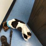 Animal Clinic of Bay Ridge: Ibrahim N DVM