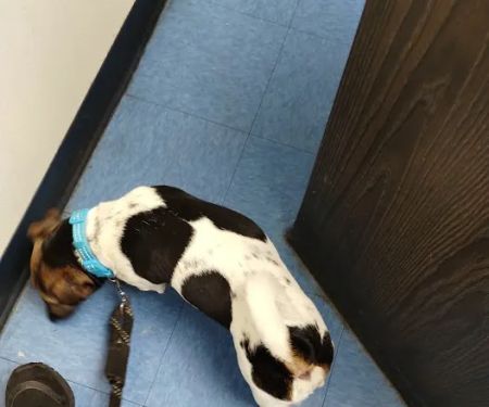 Animal Clinic of Bay Ridge: Ibrahim N DVM