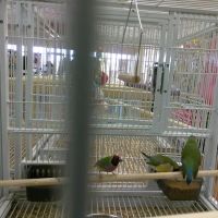 Pet Supermarket ico