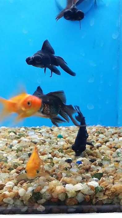 Pet Supermarket Picture 6