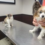 Animal Clinic & Hospital of Jersey City