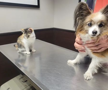 Animal Clinic & Hospital of Jersey City