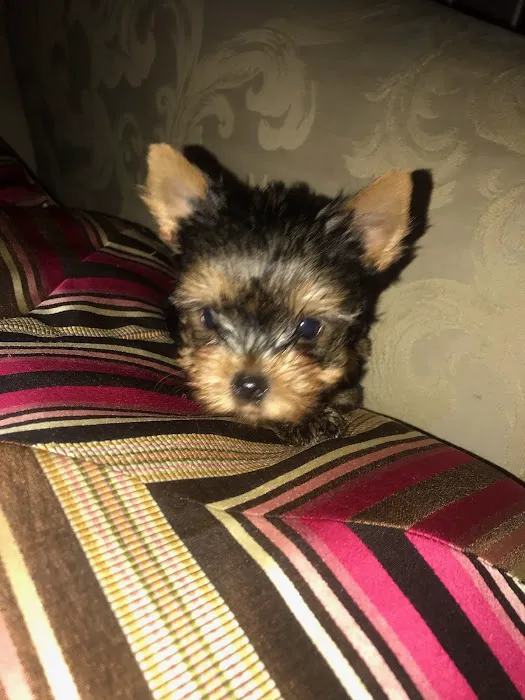 Pet Super Puppies Picture 2