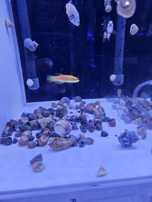 Ocean View Aquariums Picture 9