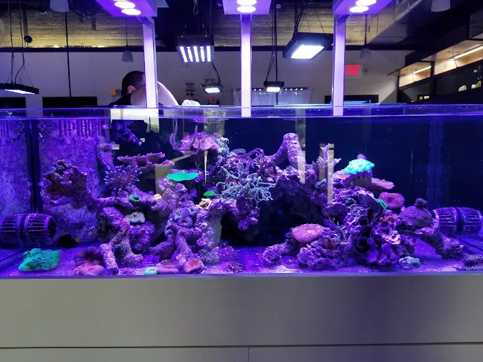 Ocean View Aquariums Picture 7