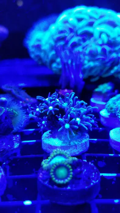 Ocean View Aquariums Picture 6