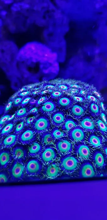 Ocean View Aquariums Picture 3