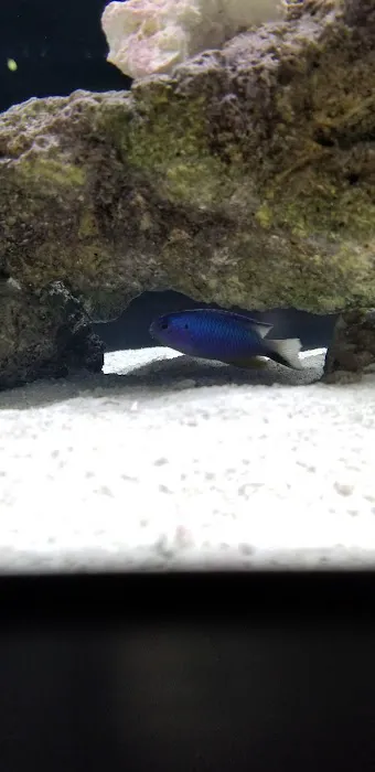 Ocean View Aquariums Picture 5