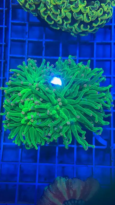 The House Of Fishes And Corals Picture 6