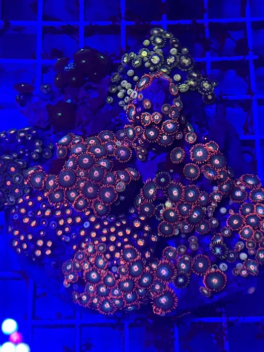 The House Of Fishes And Corals Picture 1