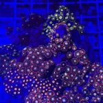 The House Of Fishes And Corals