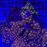 The House Of Fishes And Corals ico