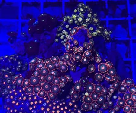 The House Of Fishes And Corals