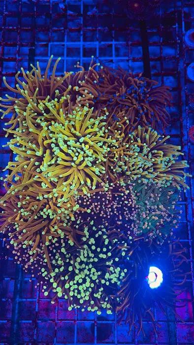 The House Of Fishes And Corals Picture 7